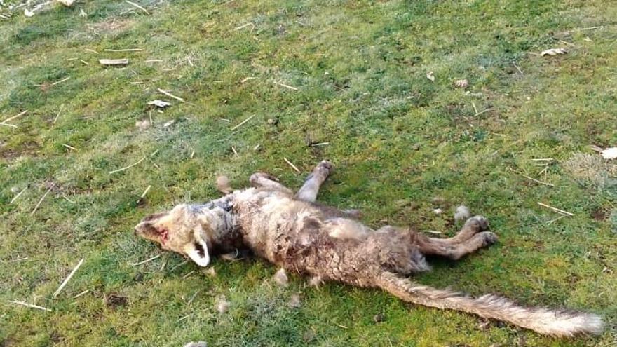 Ganaderos de Sanabria y Carballeda denuncian la presencia de fauna salvaje con sarna