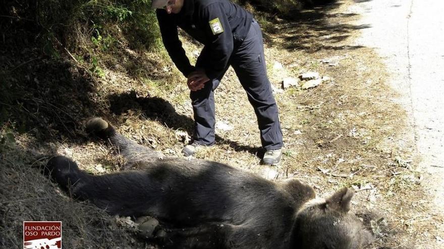 Un oso pardo, muerto de un tiro en la reserva asturiana de Muniellos
