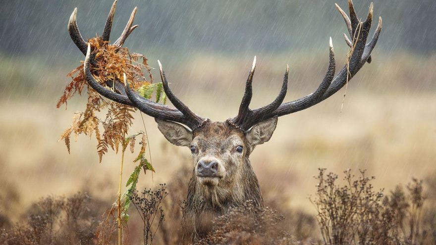 Peaceful rain.