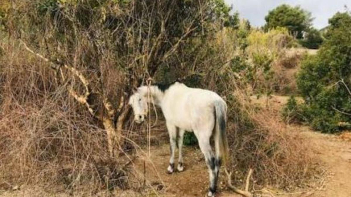 Uno de los caballos atados a un árbol. | DM