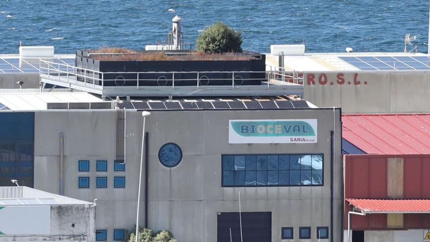 Un  gran ambientador vegetal en O Berbés. La sostenibilidad en los terrenos portuarios llega a límites inimaginables. Es el caso de la empresa Bio | J. LORES