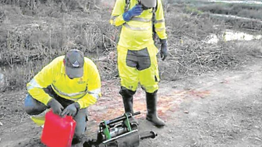 Xilxes, la Vall y Nules detectan focos de la plaga de conejos