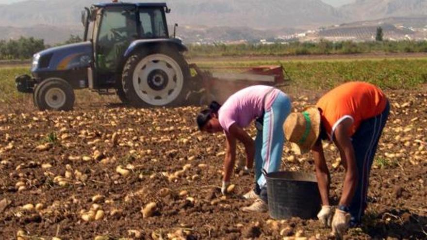 Trabajadores recogen patatas en la comarca de Antequera.