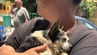 En libertad, el detenido por tirar a 'Patuco' a la basura en Vecindario, un vecino que reside cerca del contenedor