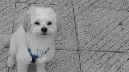 Alarma en Teatinos por la muerte de un perro por envenenamiento - La Nueva  España