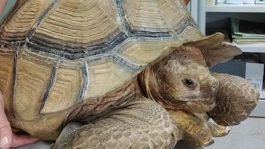 Troben una gran tortuga africana en un bosc de Navàs