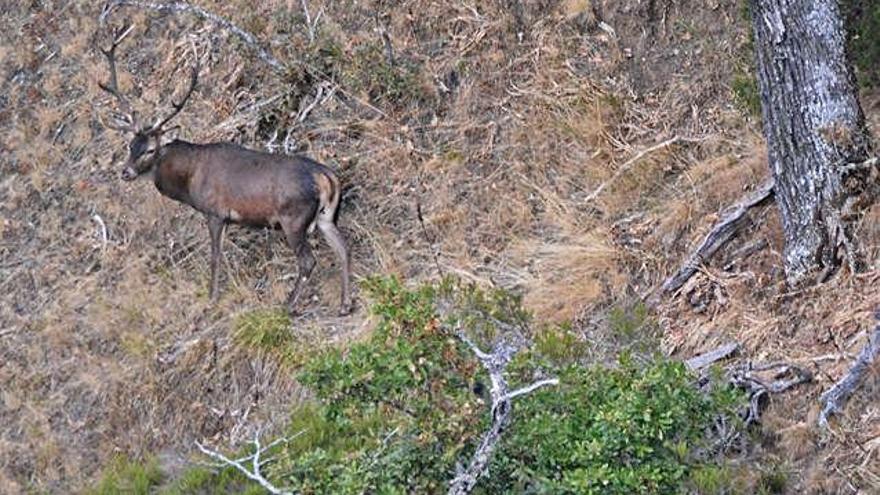 Un ciervo camina por una ladera en busca de hembras.