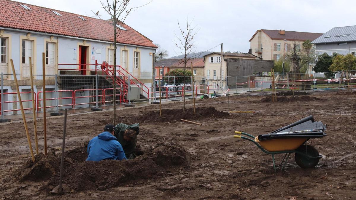 Plantación de los nuevos ejemplares de roble en la carballeira de Santa Minia, en Brión