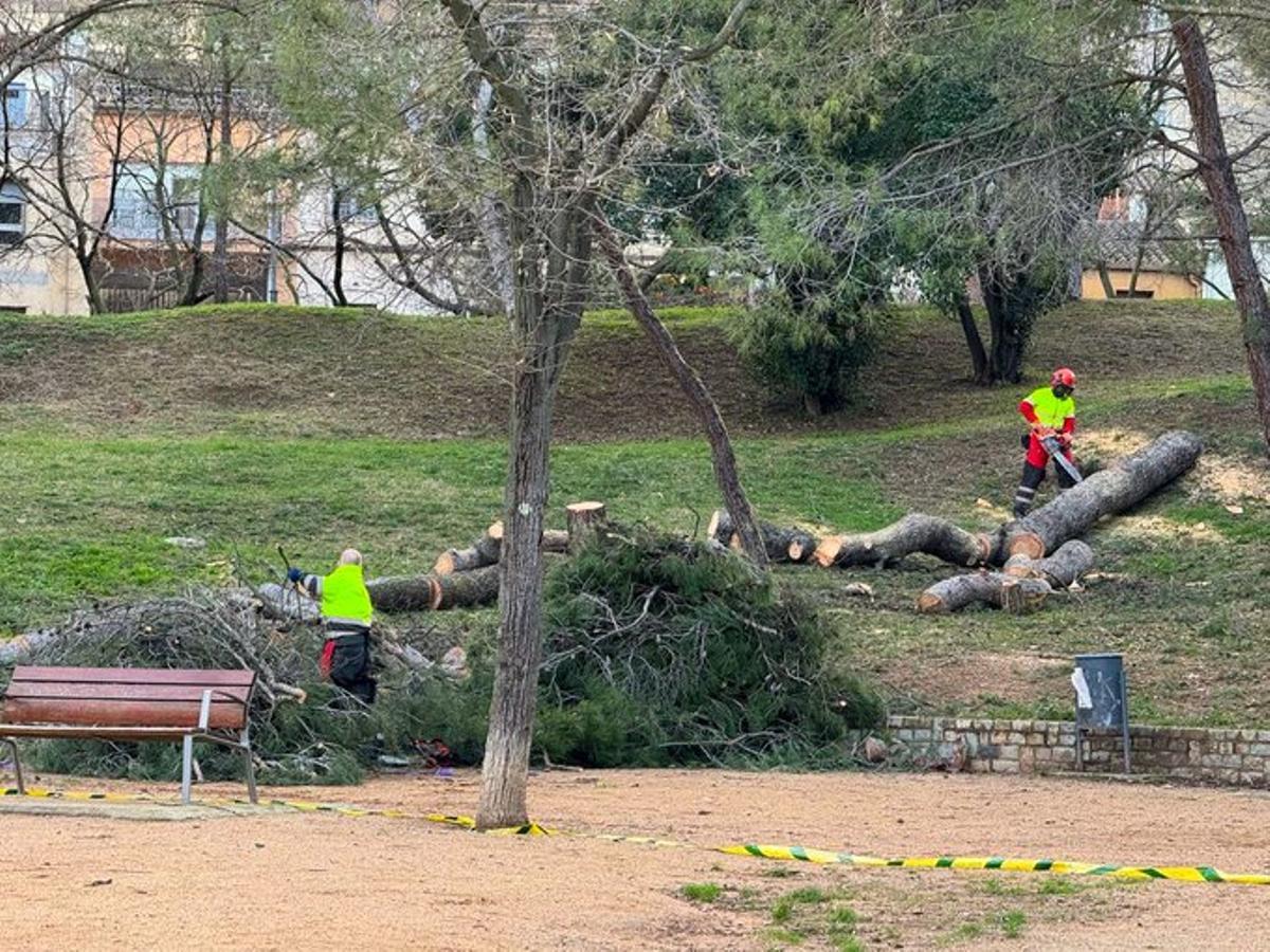 Les tasques per talar arbres als jardins de les Pedreres.