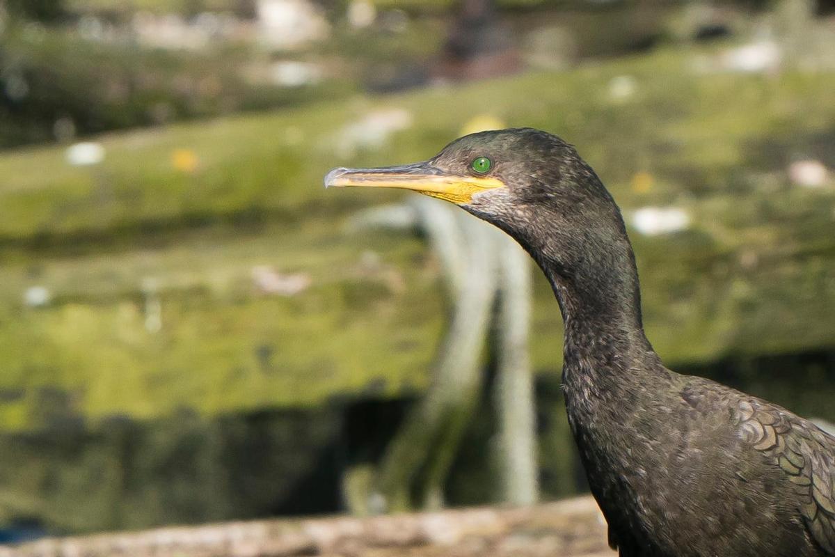 Un cormorán posado en una batea. Un cormorán posado en una batea.