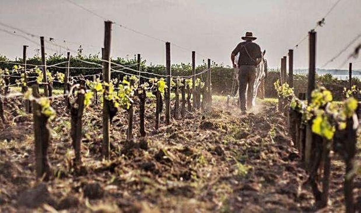 Los paisajes del vino Patrimonio de la Unesco