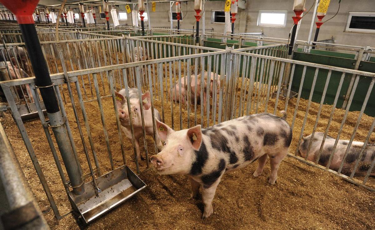 Los cerdos
en sus cubículos.
| Bernabé/ Javier Lalín