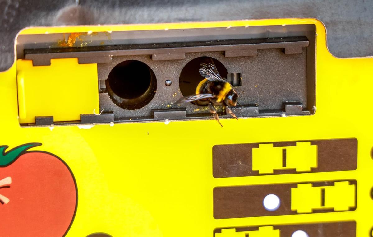 Caja de abejas en el centro de experiencias agrarias de Cajamar en Paiporta.