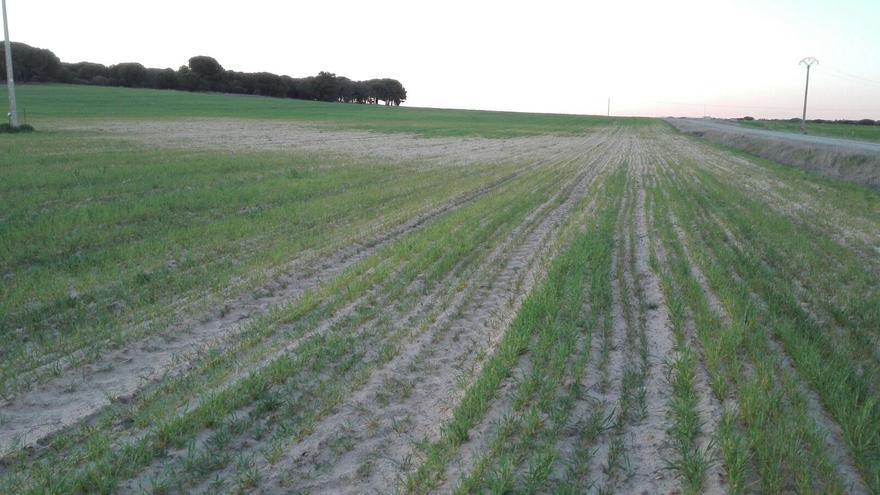 La sequía provoca pérdidas en el cereal aragonés que superarán el millón de toneladas