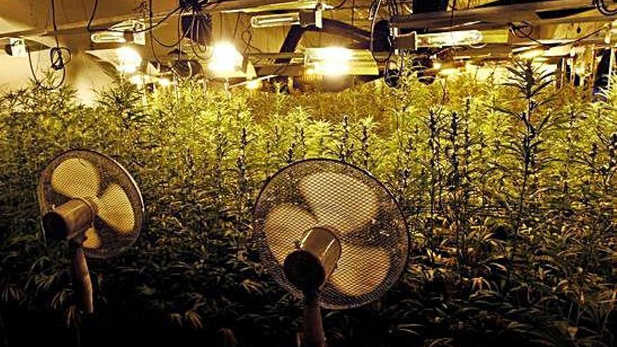 Las plantas de marihuana halladas en la nave de As Somozas, con ventiladores para favorecer su cultivo.