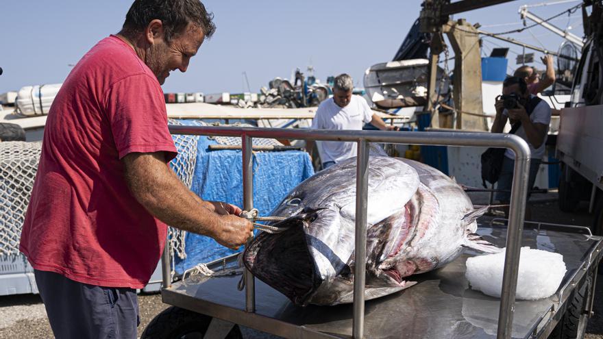 Atún rojo enorme capturado en Ibiza: «Pesqué el atún con un anzuelo y una caña con un hilo de un milímetro»