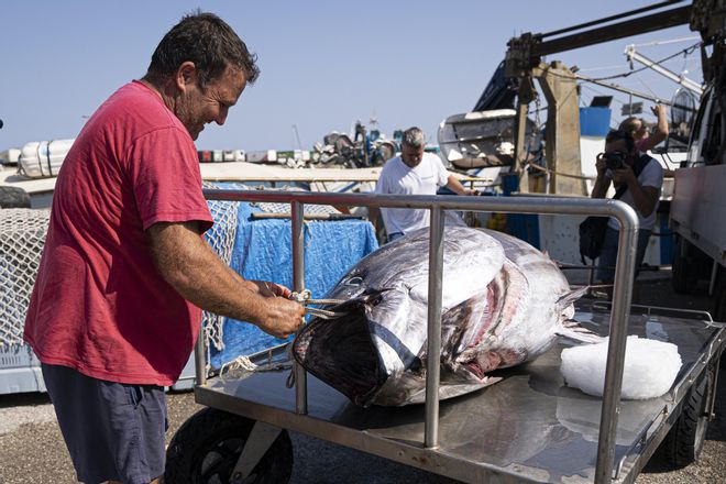 Pescan un atún de unos 400 kilos en Ibiza.