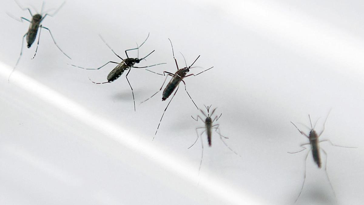 Los tres turistas islandeses no estaban infectados con el chikungunya