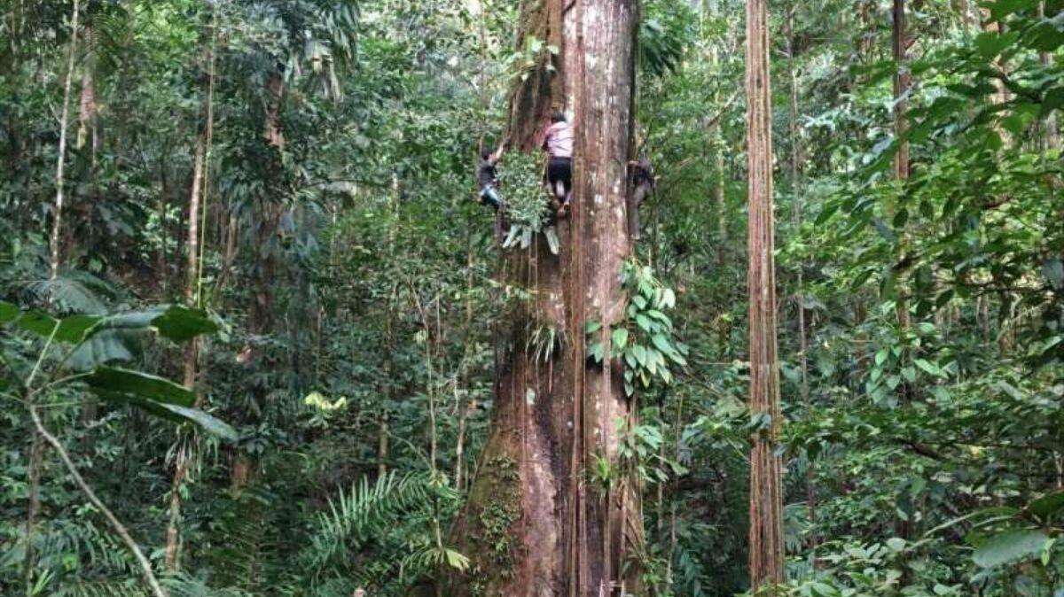 Un grupo de científicos en Colombia miden un árbol gigante de Ceiba.