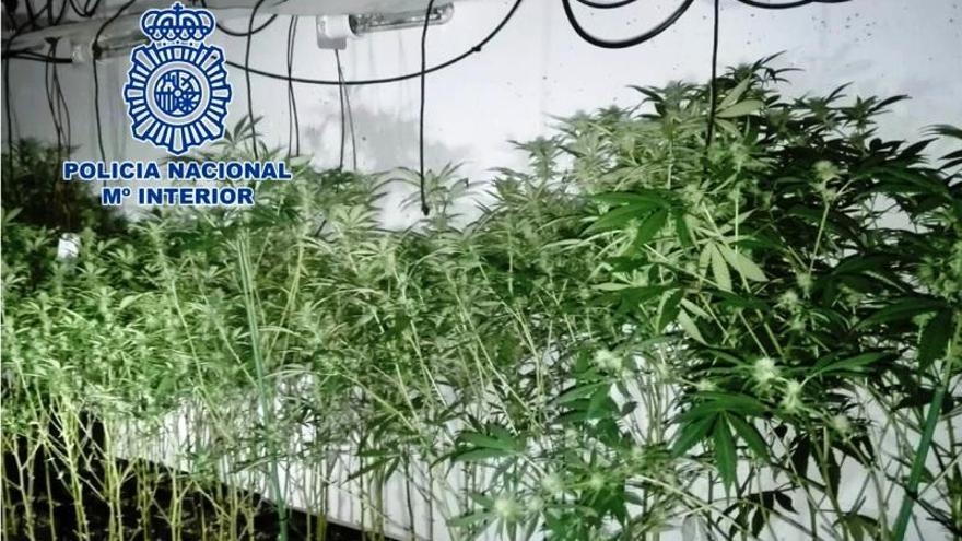 La Policía Nacional desmantela dos plantaciones de marihuana en Córdoba