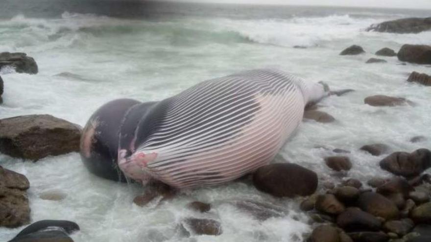 La ballena varada en O Porto do Costado, ayer. / DBM/PCOR