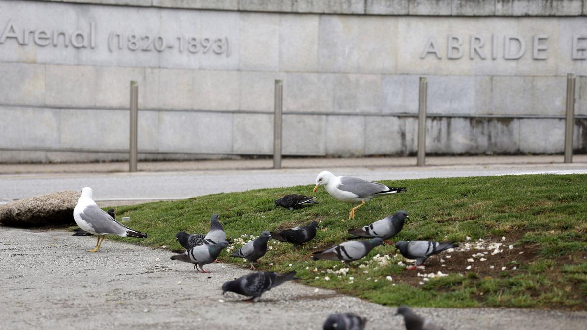 Gaviotas y palomas en la plaza de Concepción Arenal.