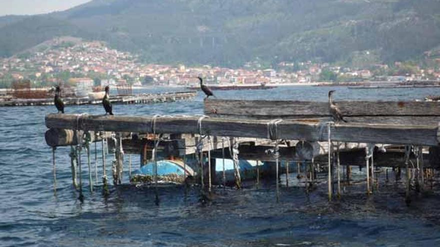 Imagen de bateas en Moaña, en el interior de la Ría de Vigo.