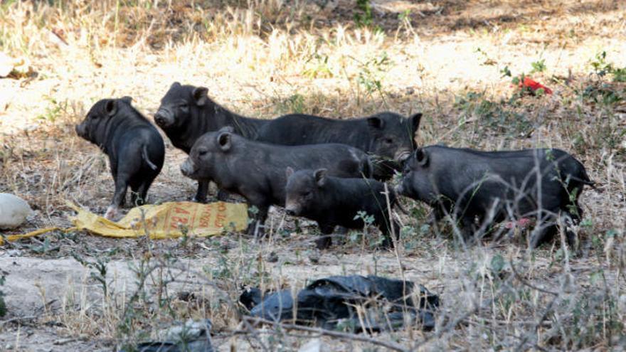 Cerdos vietnamitas campan por los terrenos de la partida de Armanello en Benidorm