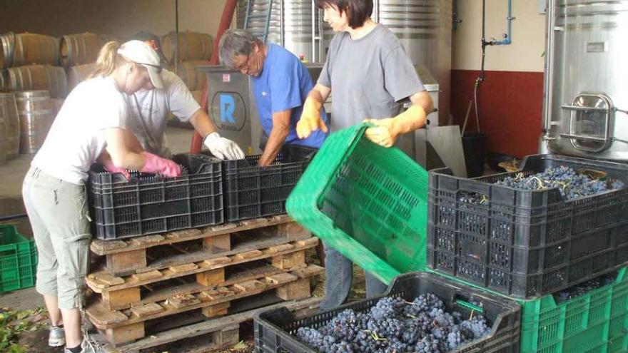 Trabajadores de una bodega seleccionan el fruto recolectado en cajas durante la vendimia. Foto