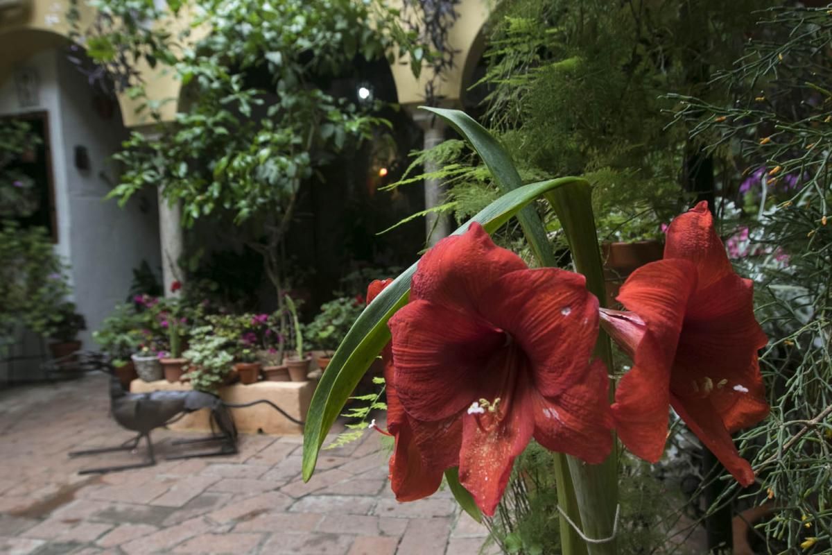 Fotogalería / Descubriendo los patios de la ruta del Realejo y San Andrés