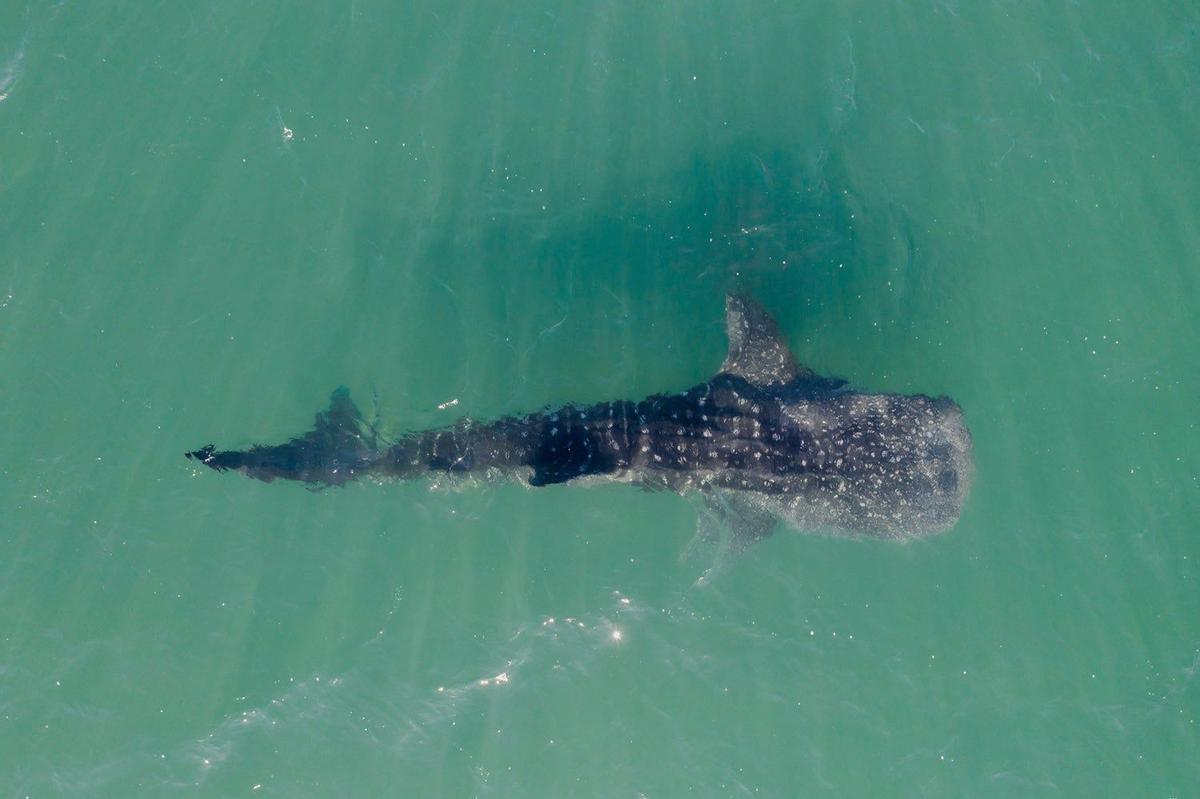 Tiburón Ballena en la Bahía de La Paz