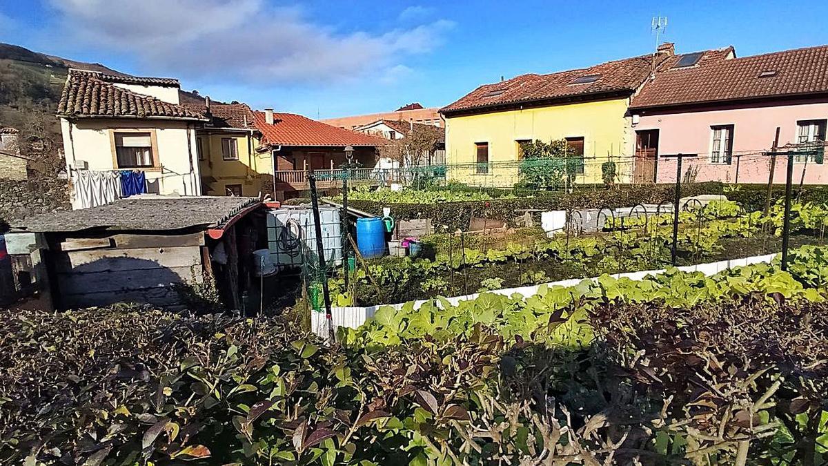 A la izquierda, huertos en el barrio de La Villa. A la derecha, un sembrado en pleno cogollo de Requejo. | D. M.