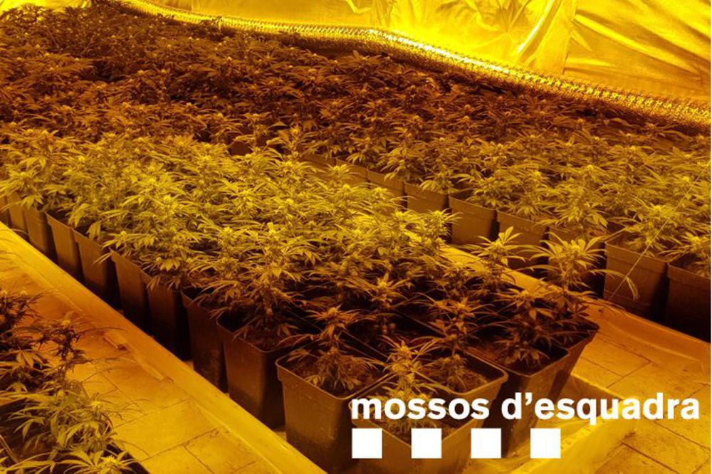 Troben 1.910 plantes de marihuana en un mas de Llambilles