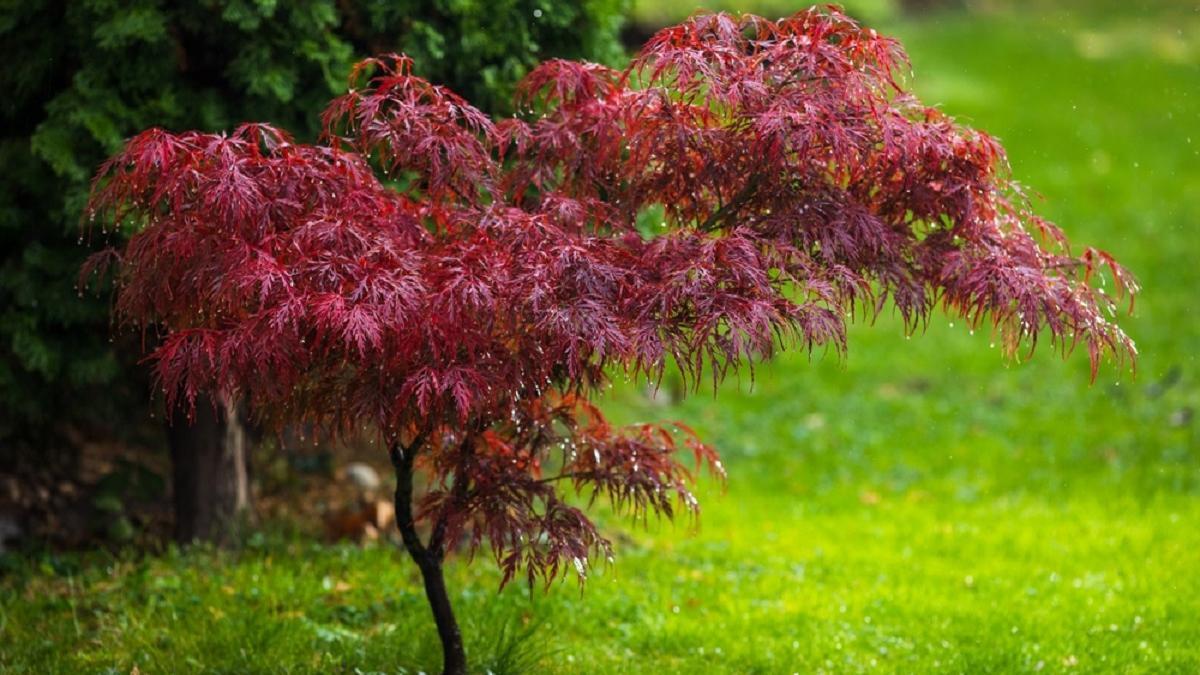 Un arce rojo, como el que plantaron en la terraza, que alcanzó los dos metros.