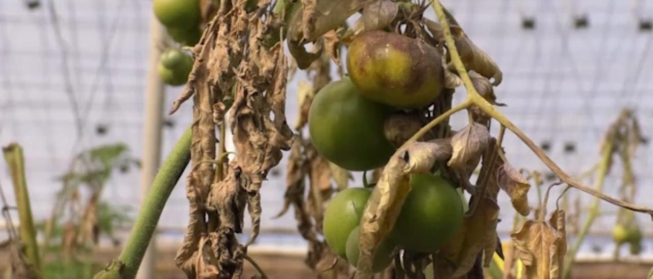 Declaraciones de la consejera de Agricultura del Gobierno de Canarias, Alicia Vanoostende, en los tomateros de La Aldea