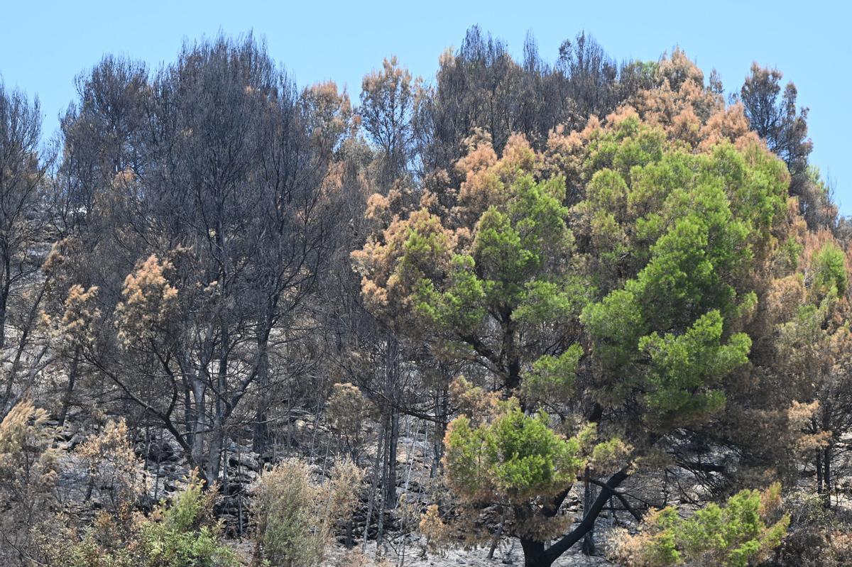 Las fotografías de Kmy Ros del incendio de la Vall d'Uixó.