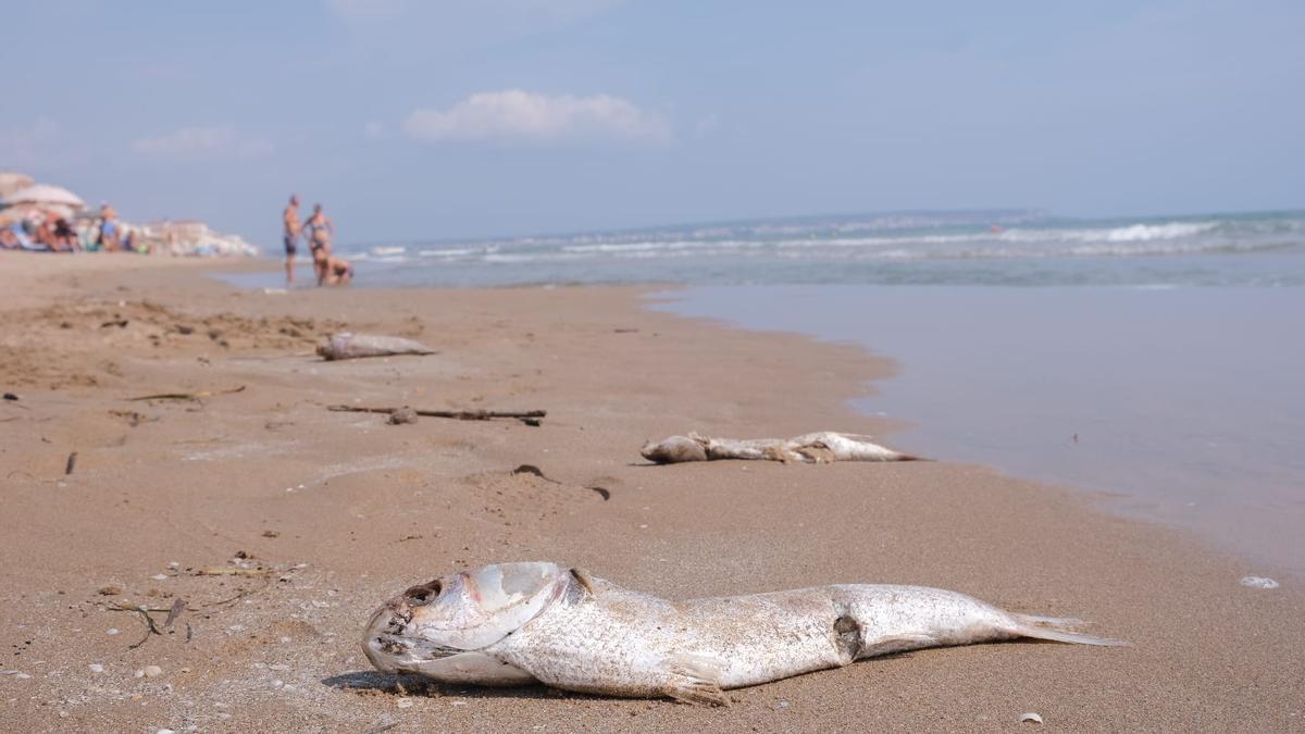 Preocupación en Guardamar ante la aparición de peces muertos