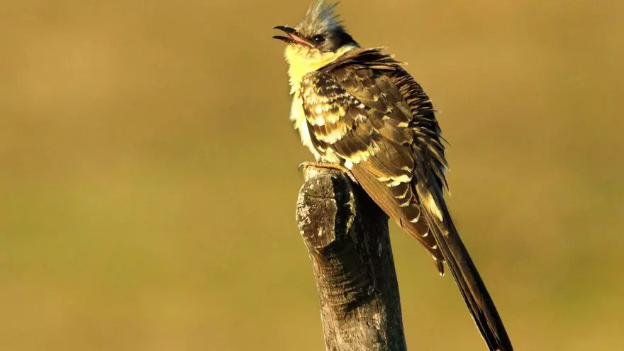 Ventana a la naturaleza | El críalo y el parasitismo de incubación