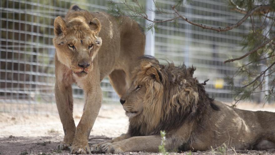 Así es la evolución de los dos leones y el tigre que llegaron al borde de  la muerte a Villena - Información