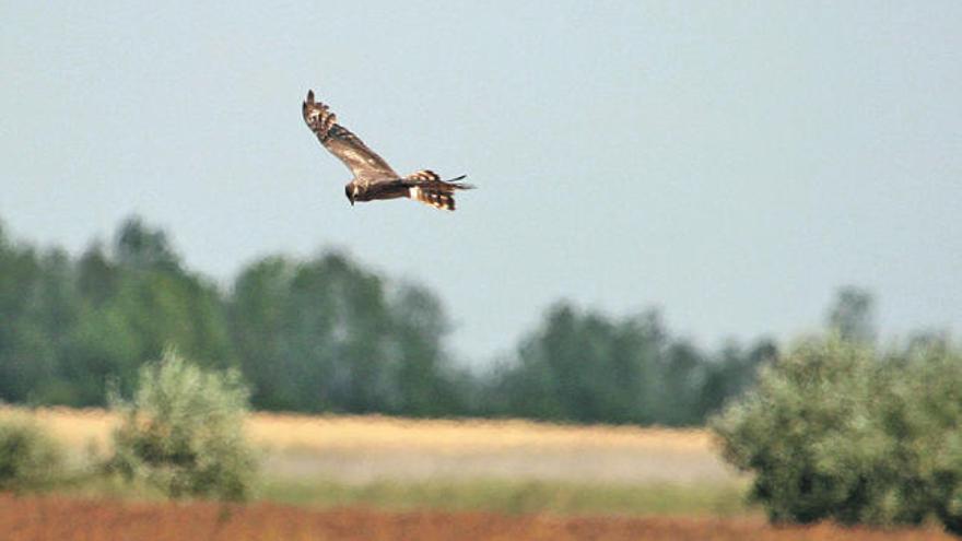 Una hembra de aguilucho pálido. / l. m. arce