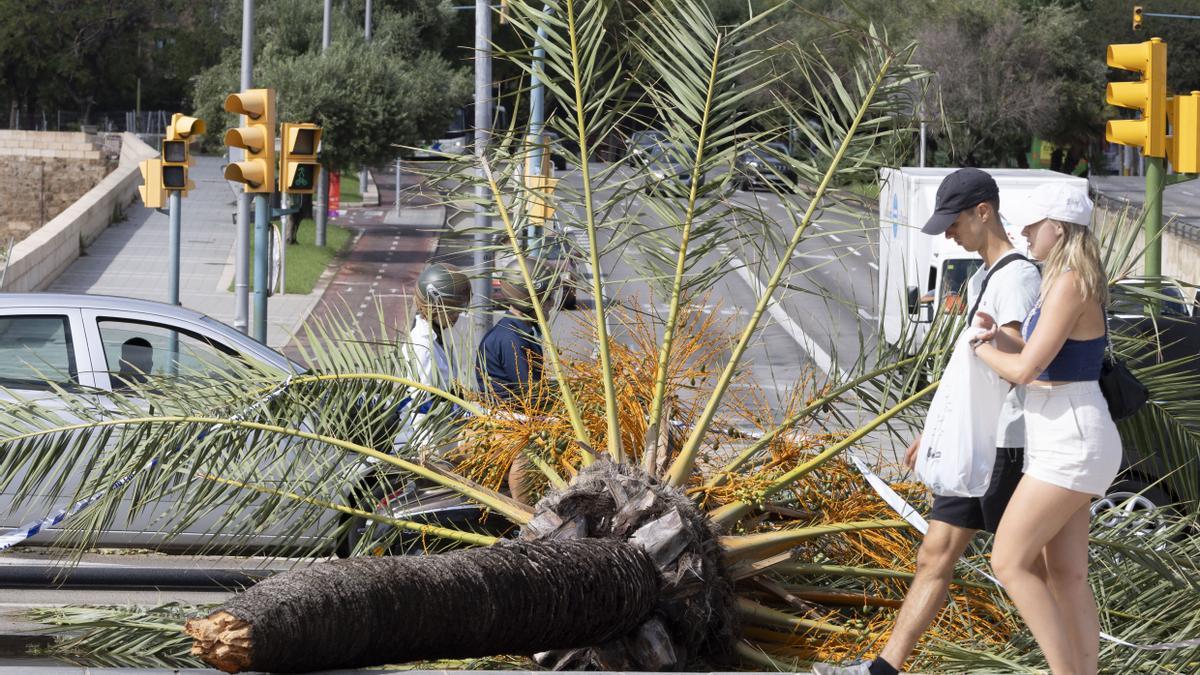 Imagen de recurso de una palmera tumbada por el viento.