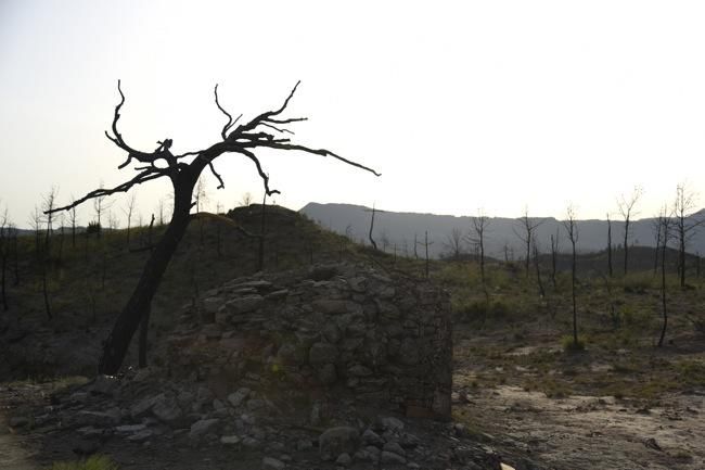 El bosc de les creus d'Òdena