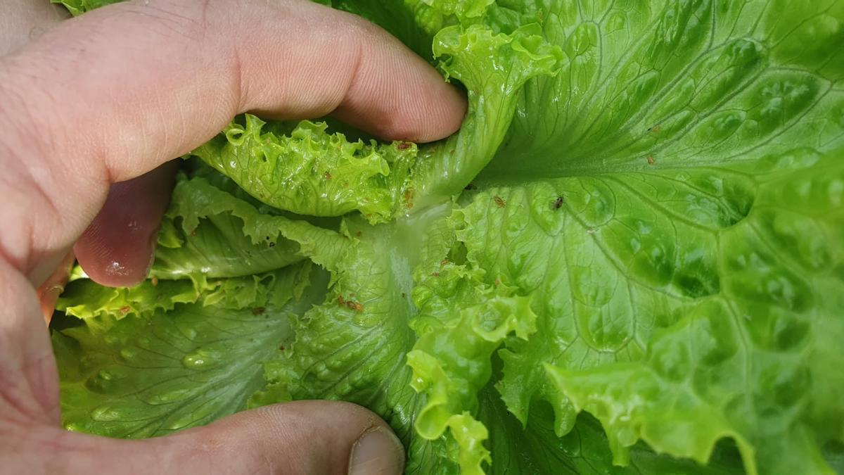 Una hoja de lechuga afectada por pulgones.
