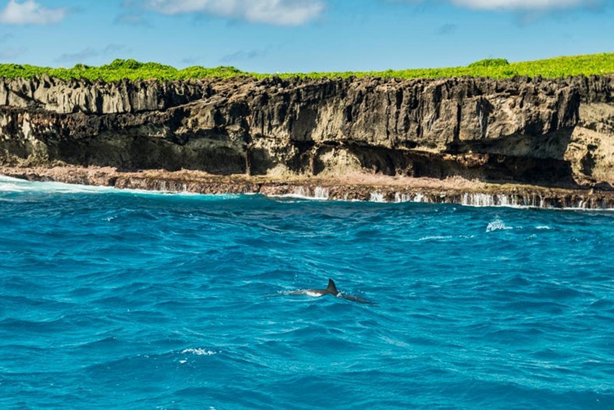 delfines brasil