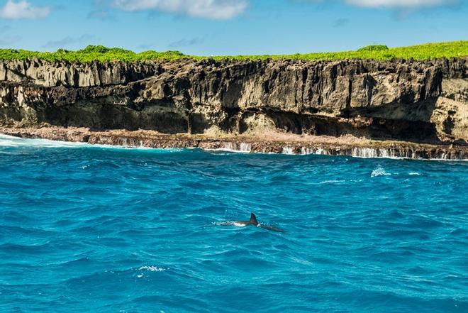 delfines brasil