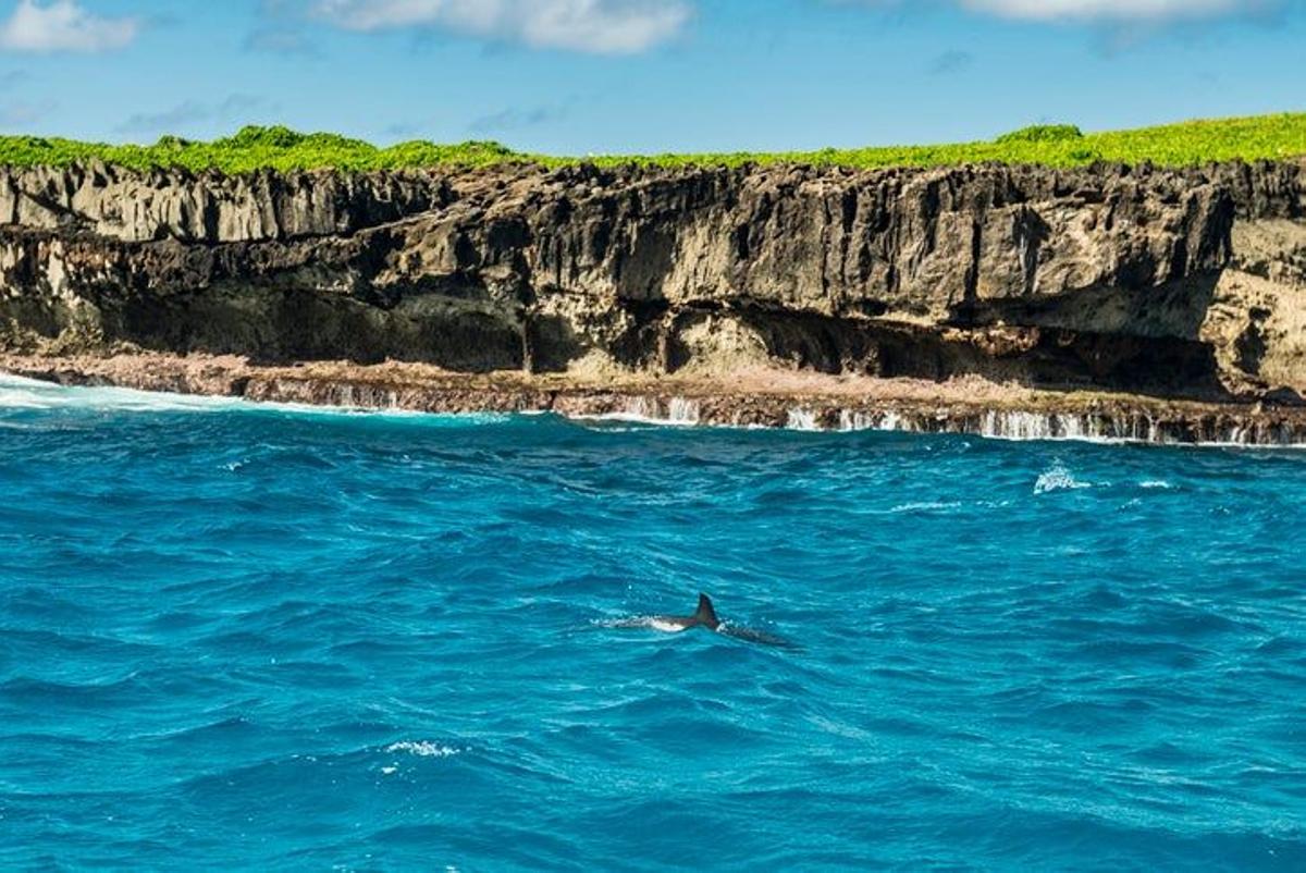 delfines brasil