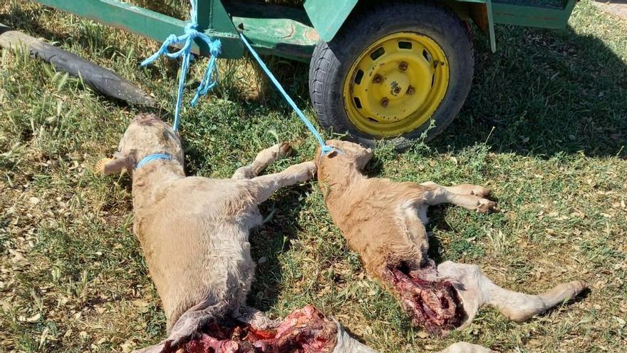 Terneras muertas en la lobada de Sayago.