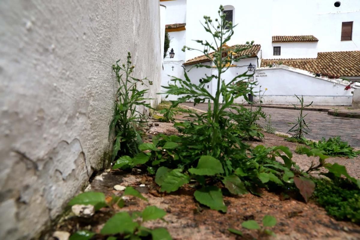 El día en el que reinó el verde