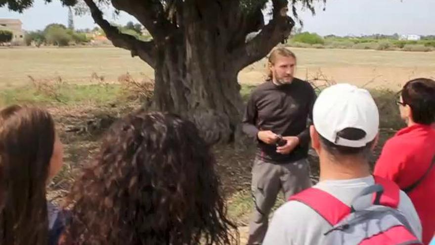 Ruta a pie para dar a conocer los árboles centenarios en Elche