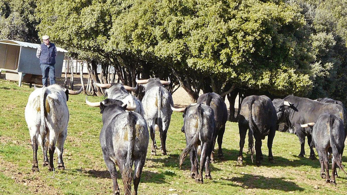 Toros en la finca  Vistahermosa qie la ganadería Los Mañós tiene en Luesia. | KAKEL